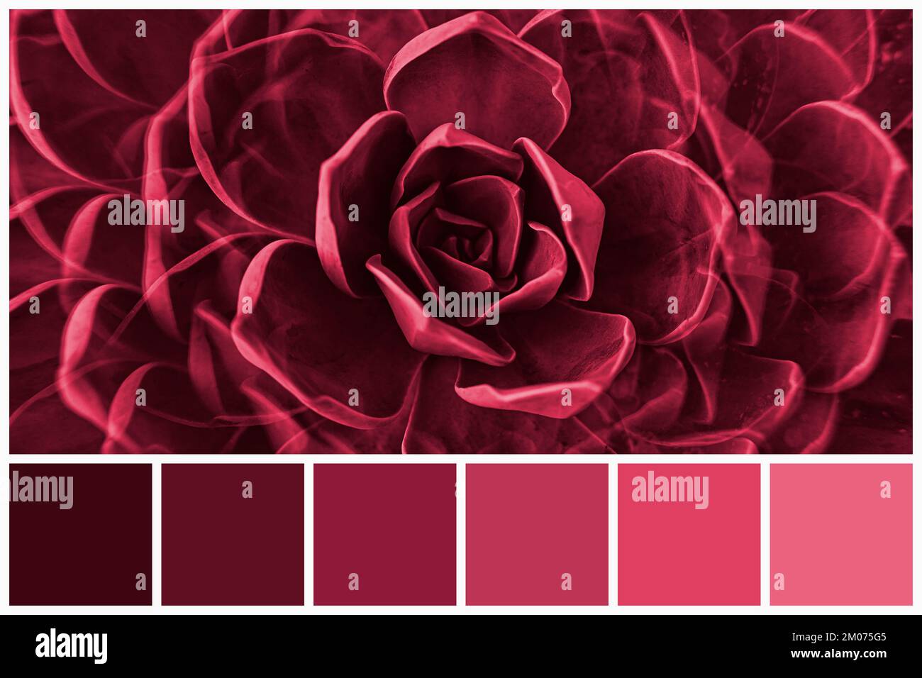 Color palette of succulent plants colored by Viva Magenta tone 2023