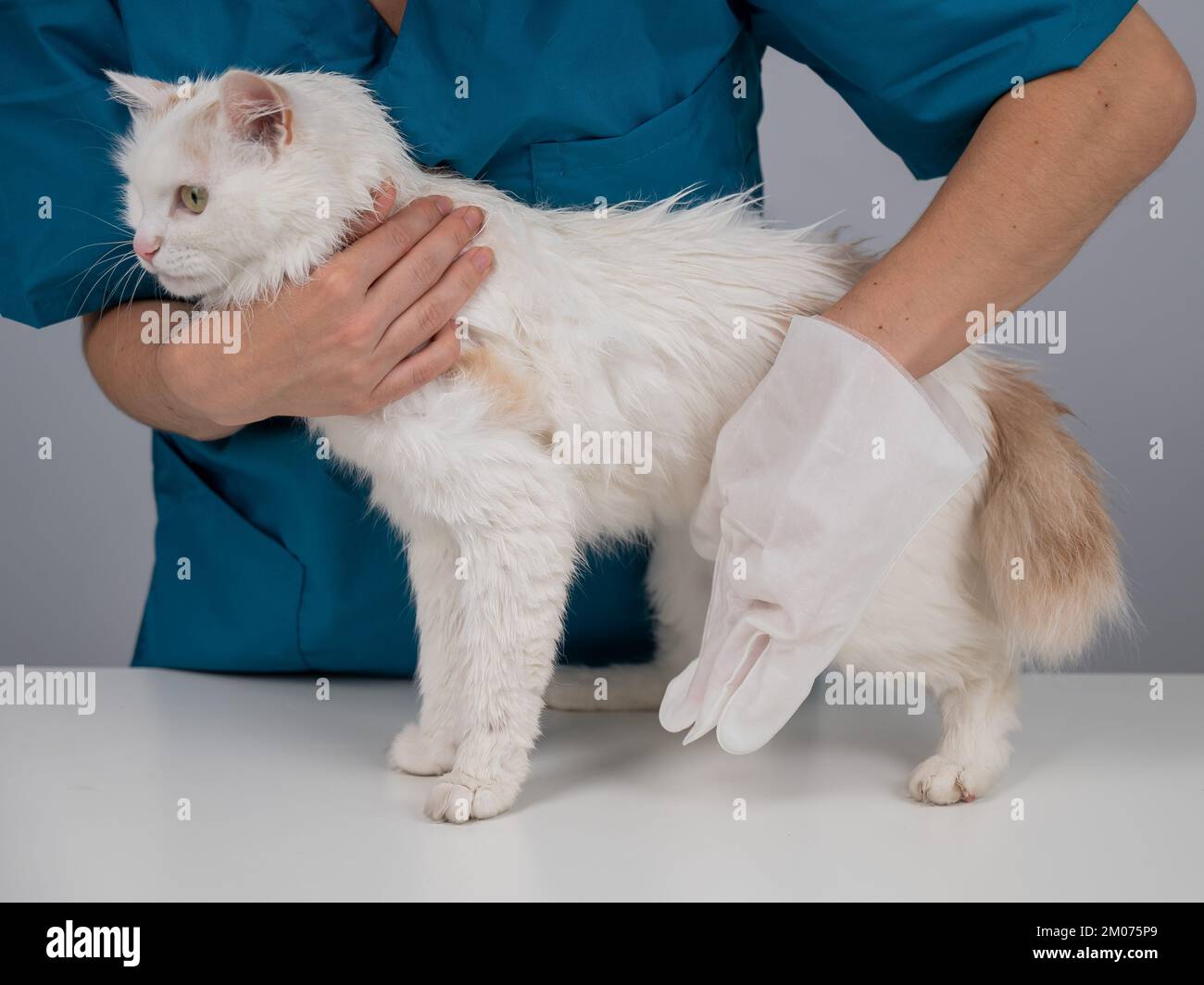 Veterinarian washing a fluffy white cat with a disposable wet glove