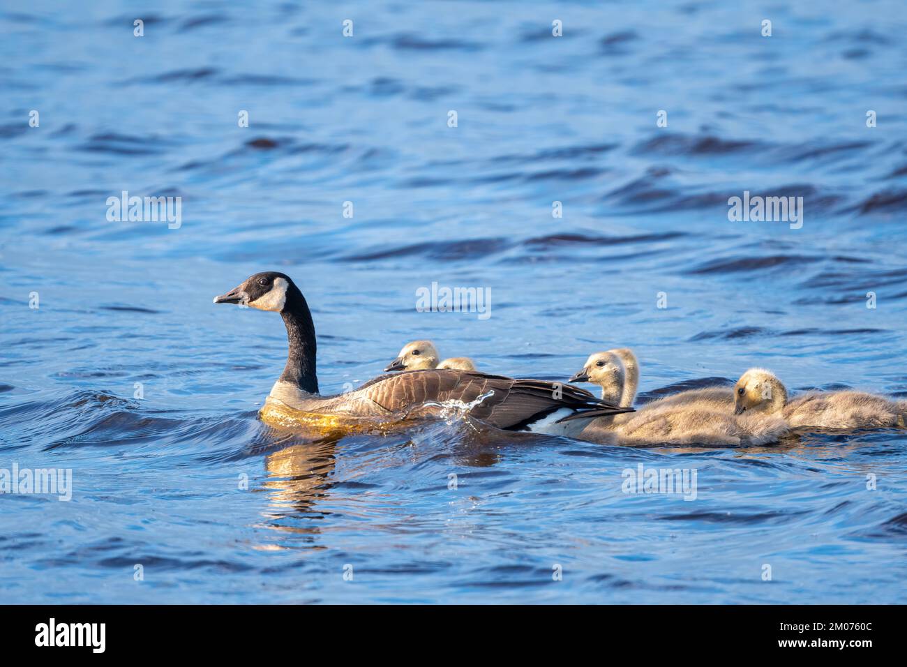 Canada goose (Branta canadensis) and goslings., North America, by Dominique Braud/Dembinsky Photo Assoc Stock Photo