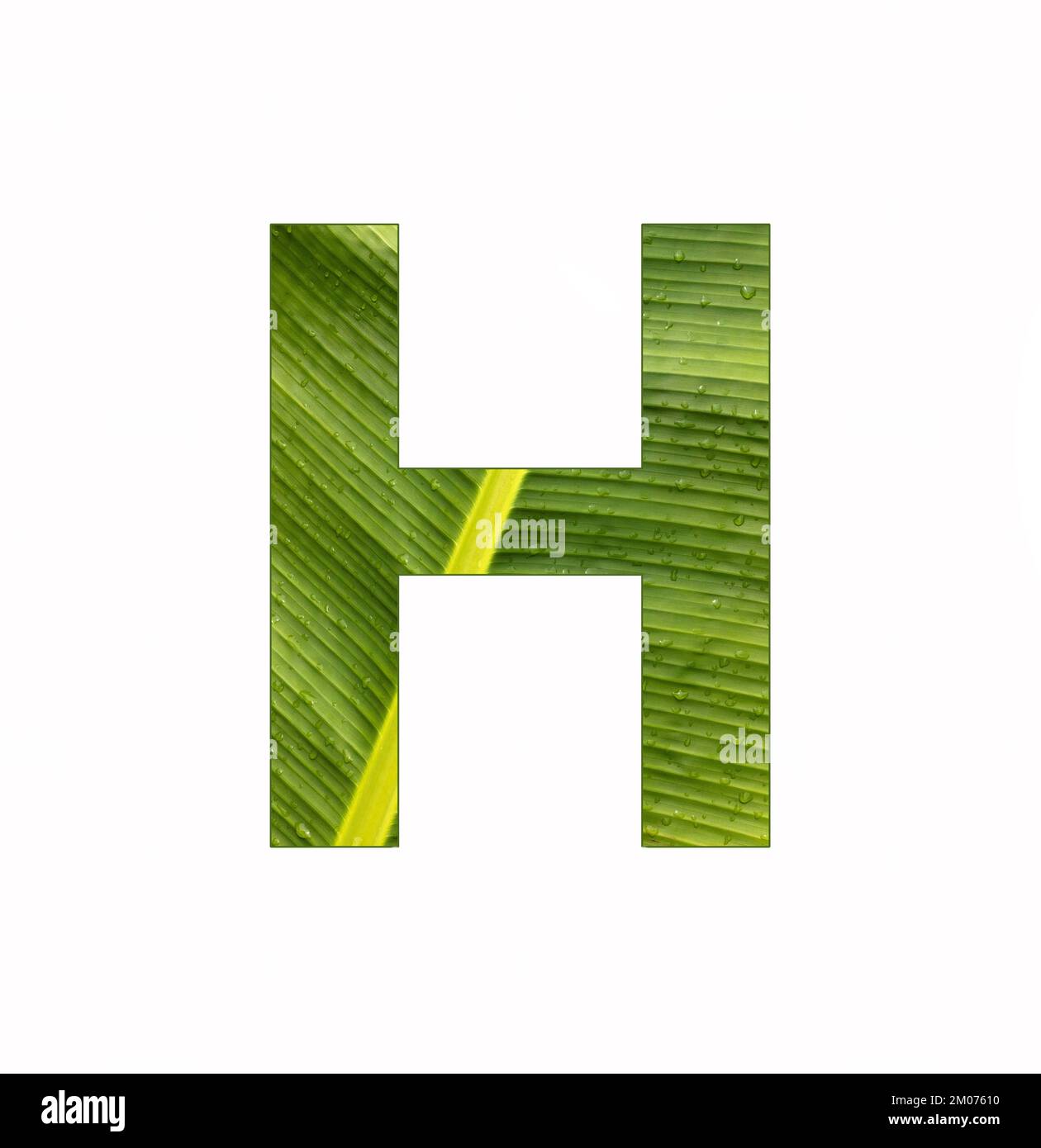 Alphabet Letter H - Banana plant leaf background Stock Photo