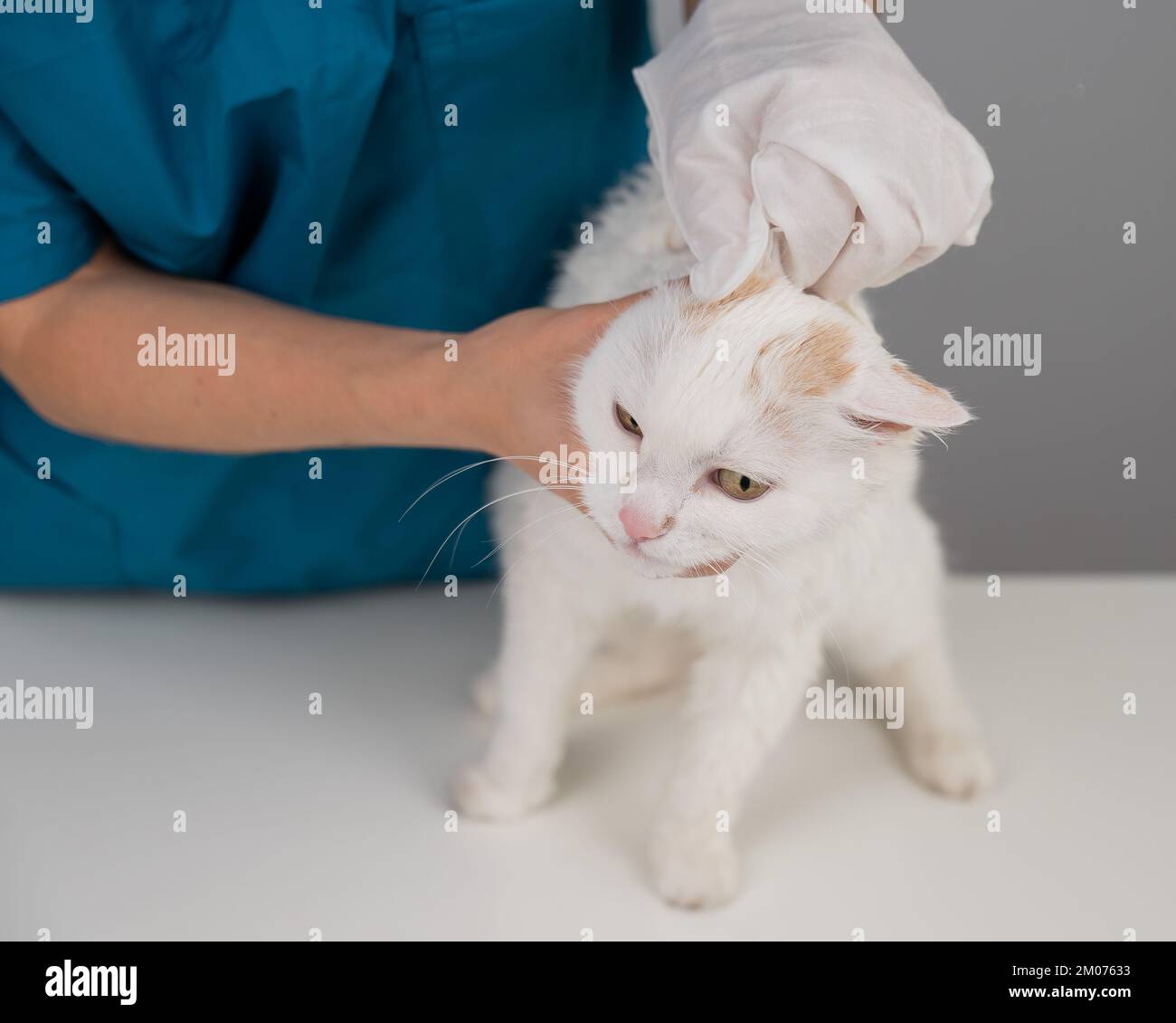 Veterinarian washing a fluffy white cat with a disposable wet glove