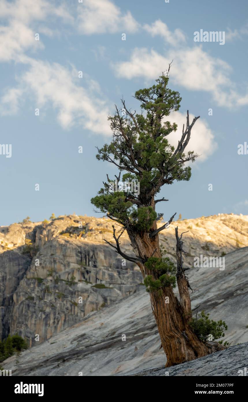 Foxtail Pine Leans Away from Granite Slab in Yosemite National Park Stock Photo