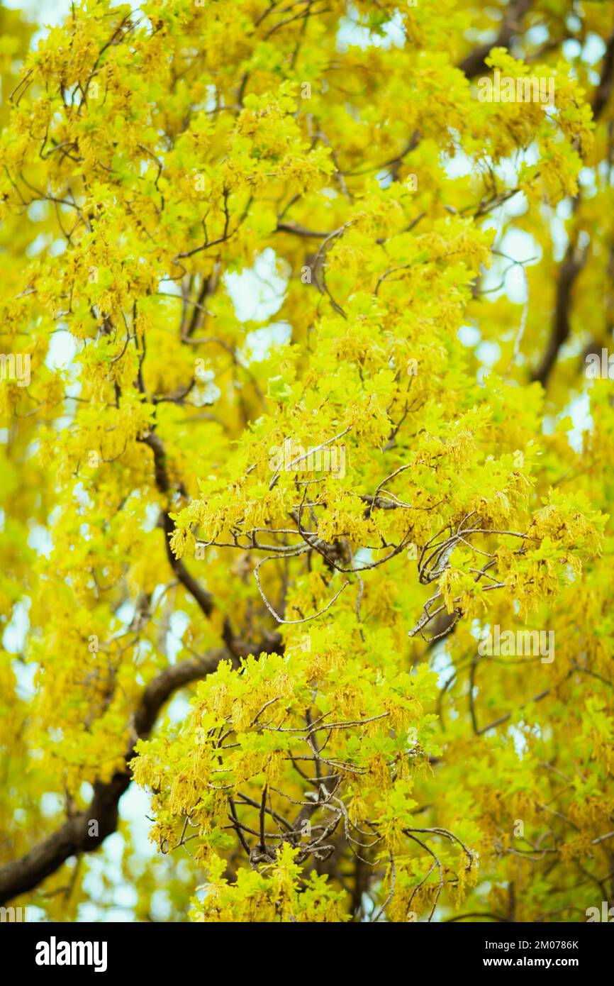 Yellow wisteria tree hi-res stock photography and images - Alamy