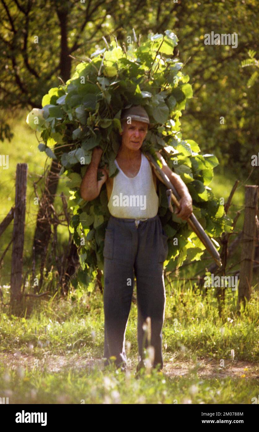 Prahova County, Romania, 2000. Local man carrying a large load of branches. Stock Photo