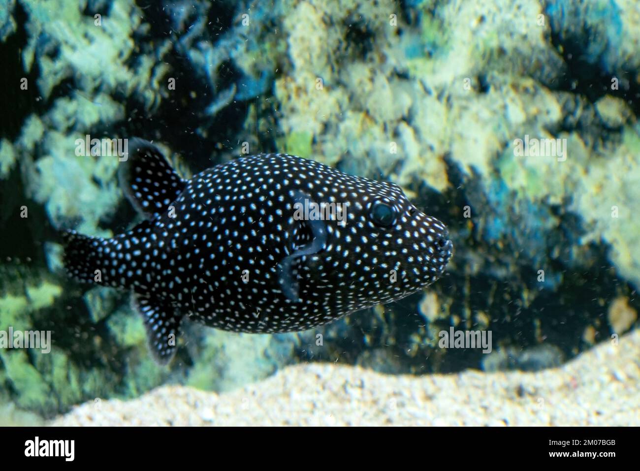 A black white spotted puffer fish Arothron meleagris Stock Photo