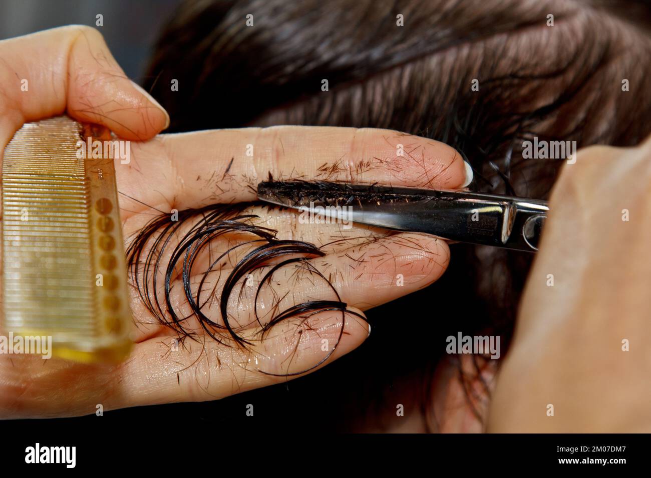 Closeup of a hairdresser cuts the wet brown hair of a client in a salon. Hairdresser cuts a woman. Side view of a hand cutting hair with scissors Stock Photo