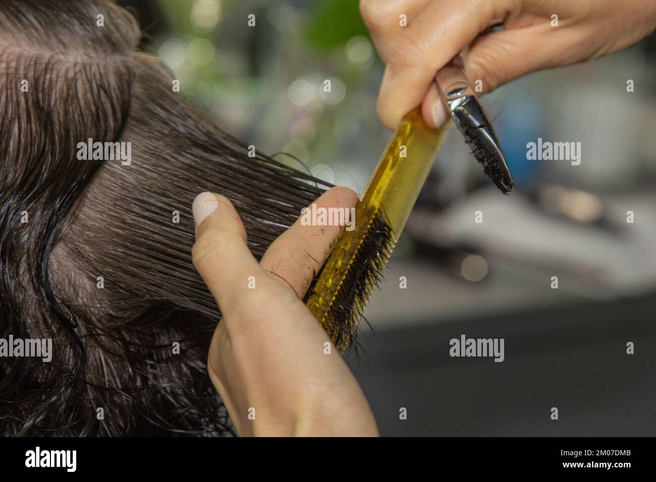 Closeup of a hairdresser cuts the wet brown hair of a client in a salon