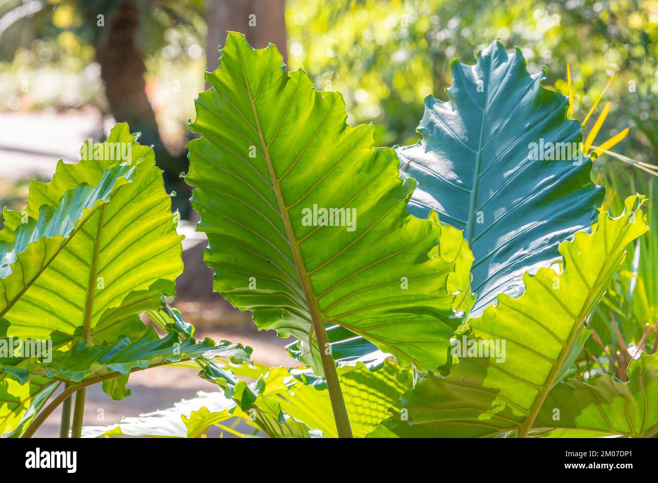 The enormous leaves of the elephant ear plant will attract attention in any garden. Stock Photo