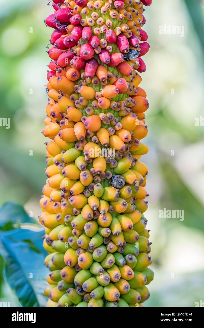 Bright yellow and red berries on an amorphophallus paeoniifolius plant. Stock Photo