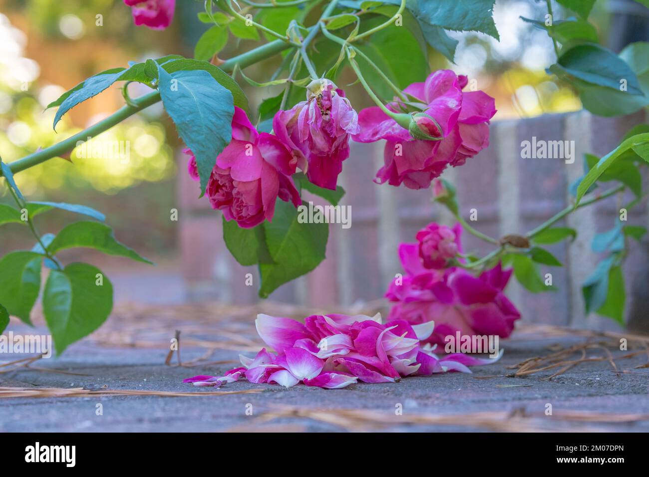 A stem covered in vibrant pink roses has fallen over and flower petals have scattered on the ground. Stock Photo
