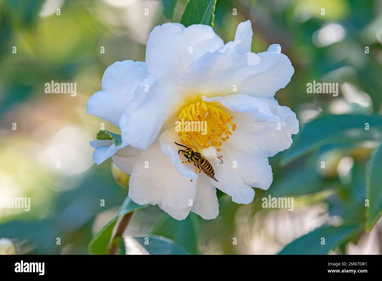 The southern yellow jacket wasp is a social insect and can often be ...