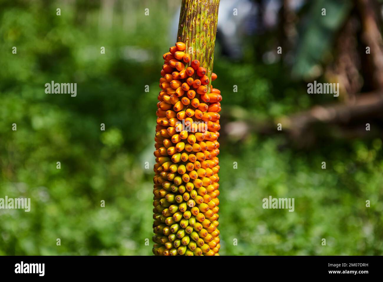Close-up view of colorful Konjac fruit in the forest Stock Photo