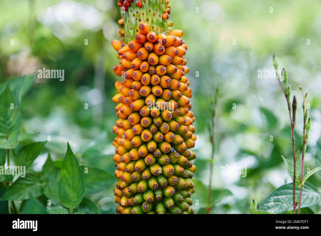 Close-up view of colorful Konjac fruit in the forest Stock Photo