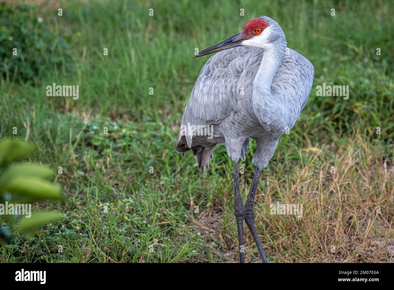 Sandhill crane (Grus canadensis) in an orange grove at Showcase of Citrus in Clermont, Florida, just southwest of Orlando. (USA) Stock Photo