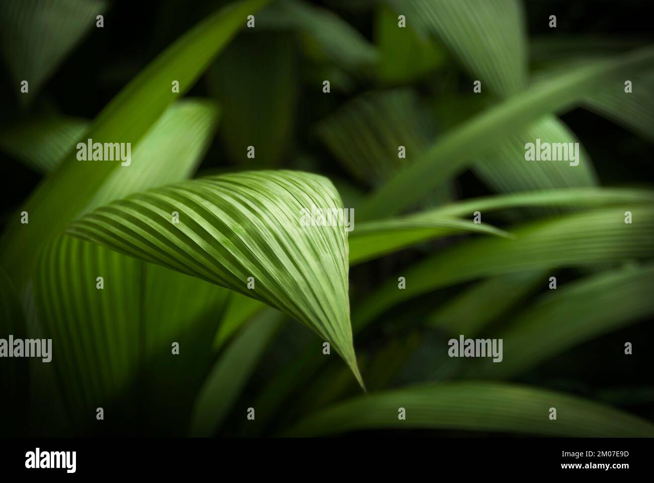 The texture of a beautiful green leaf of molineria capitulata hanging forward with the background of other leaves blurred and black Stock Photo
