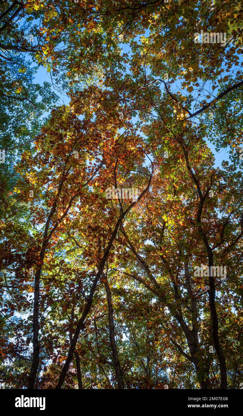 Canopies of white oak trees (Quercus alba) in fall colors. Peak fall foliage in New England. Assabet River National Wildlife Refuge, Sudbury, MA, US. Stock Photo