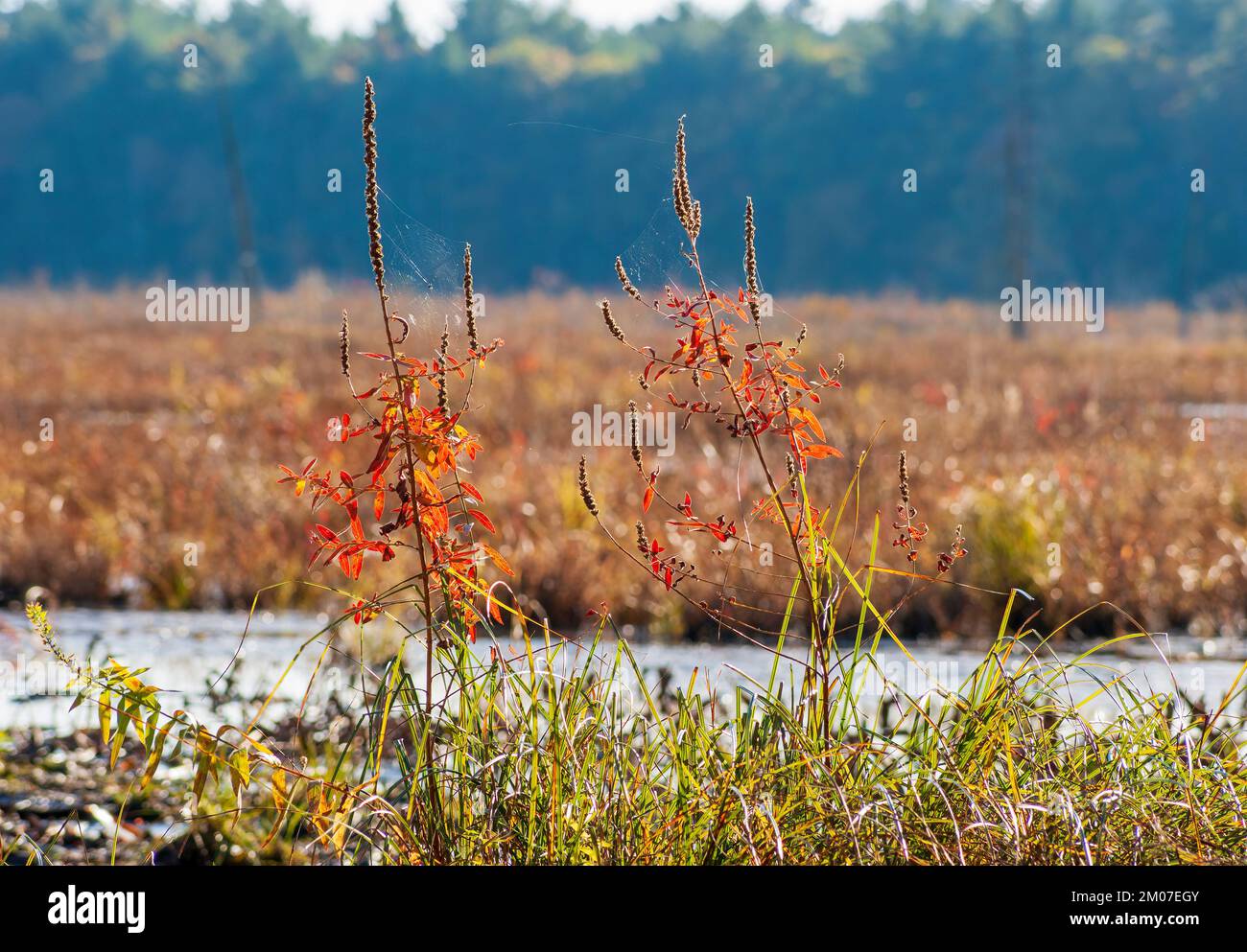 Purple loosestrife (Lythrum salicaria) - dried plant with red leaves in late October, near a marsh. Assabet River National Wildlife Refuge, Sudbury MA Stock Photo