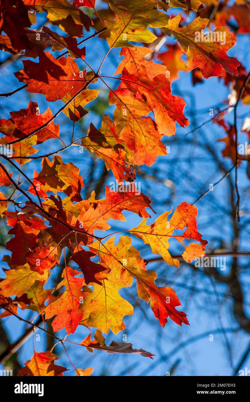 White oak twig (Quercus alba) in peak fall foliage. Leaves in shades of red, against a blue sky. Assabet River National Wildlife Refuge, Sudbury, MA Stock Photo