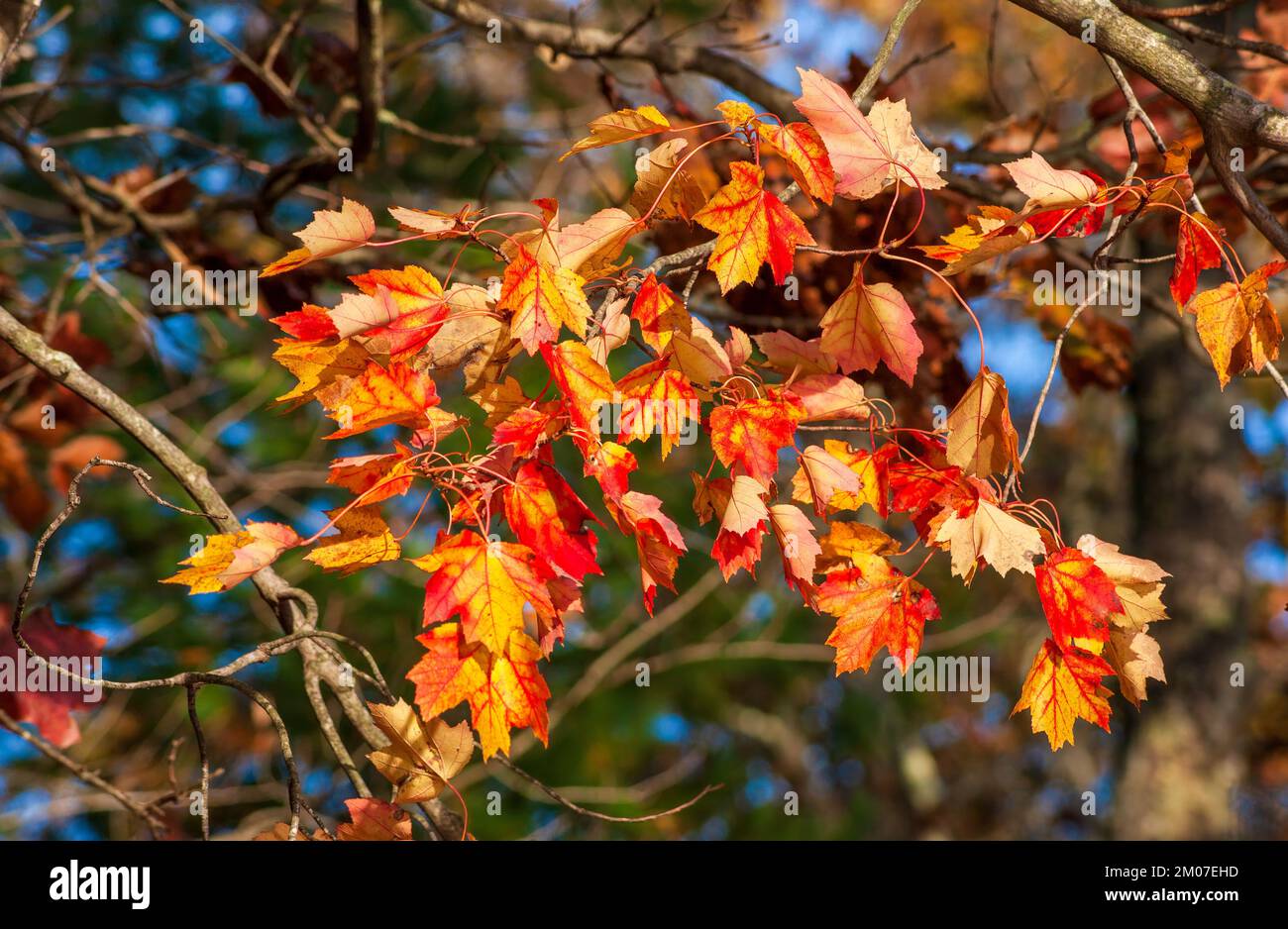 The branch of a red maple tree (Acer rubrum) at peak fall foliage, in golden and red colors. Assabet River National Wildlife Refuge, Sudbury, MA, US Stock Photo