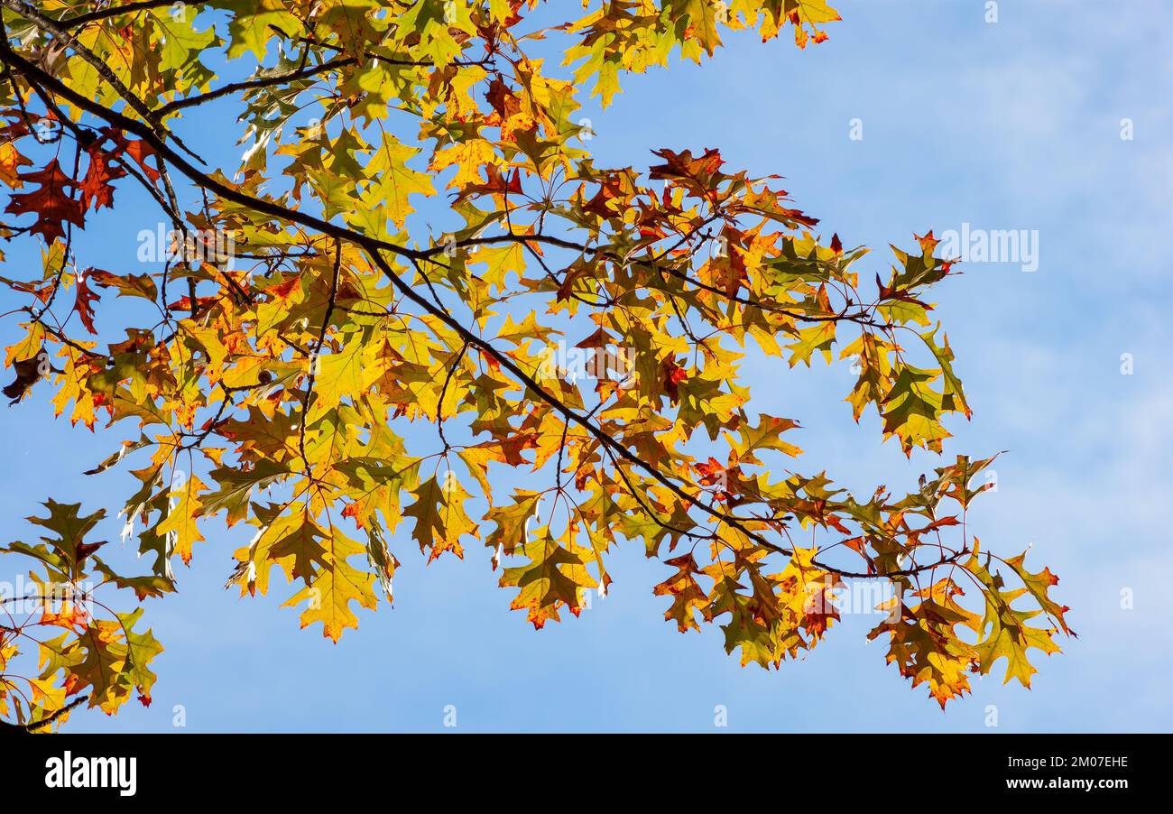 The branch of a black oak tree (Quercus velutina) in peak fall foliage, with leaves in golden and red shades, against a blue sky. Stock Photo
