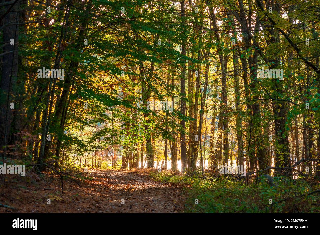 Path through a scenic forest. Beech, maple and oak trees in fall colors. Sun shining through the canopy. Peak foliage in New England. Stock Photo