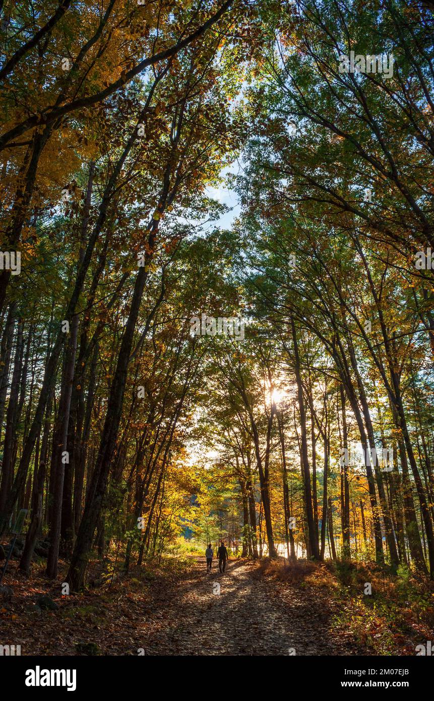 Couple enjoying a walk through a scenic forest, on a warm October afternoon. Sun shining through beech and oak trees. Peak foliage in New England. Stock Photo