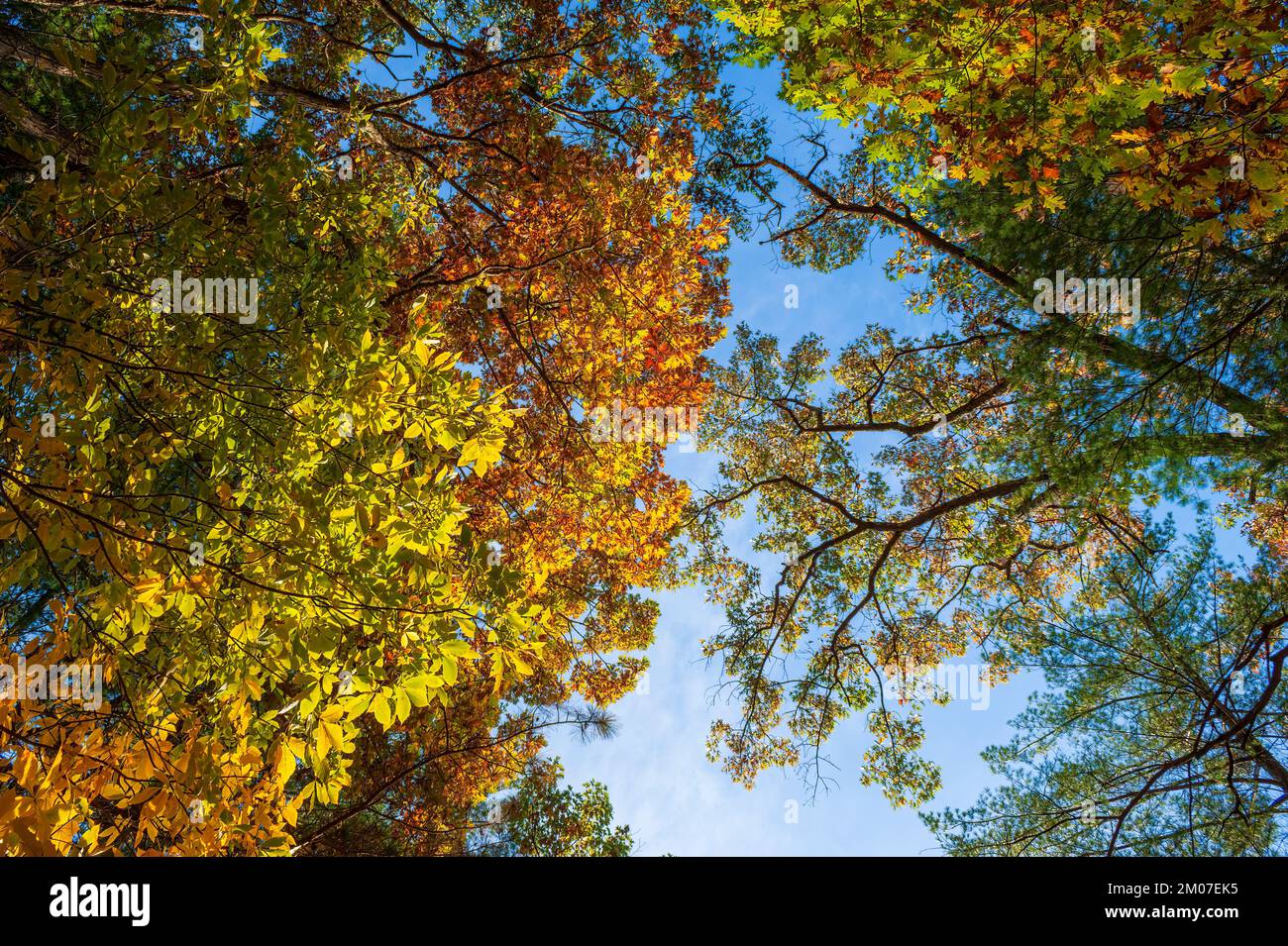 Canopies of white oak and American chestnut trees in fall colors. Peak fall foliage in New England. Assabet River National Wildlife Refuge, Sudbury MA Stock Photo