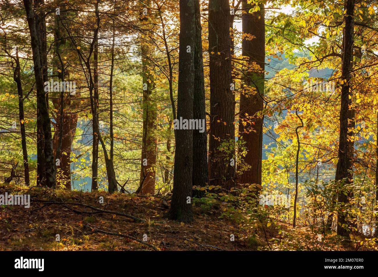 A mixed New England forest in a glowing warm light of a setting sun. Foliage in peak fall colors. Assabet River National Wildlife Refuge, Sudbury, MA. Stock Photo