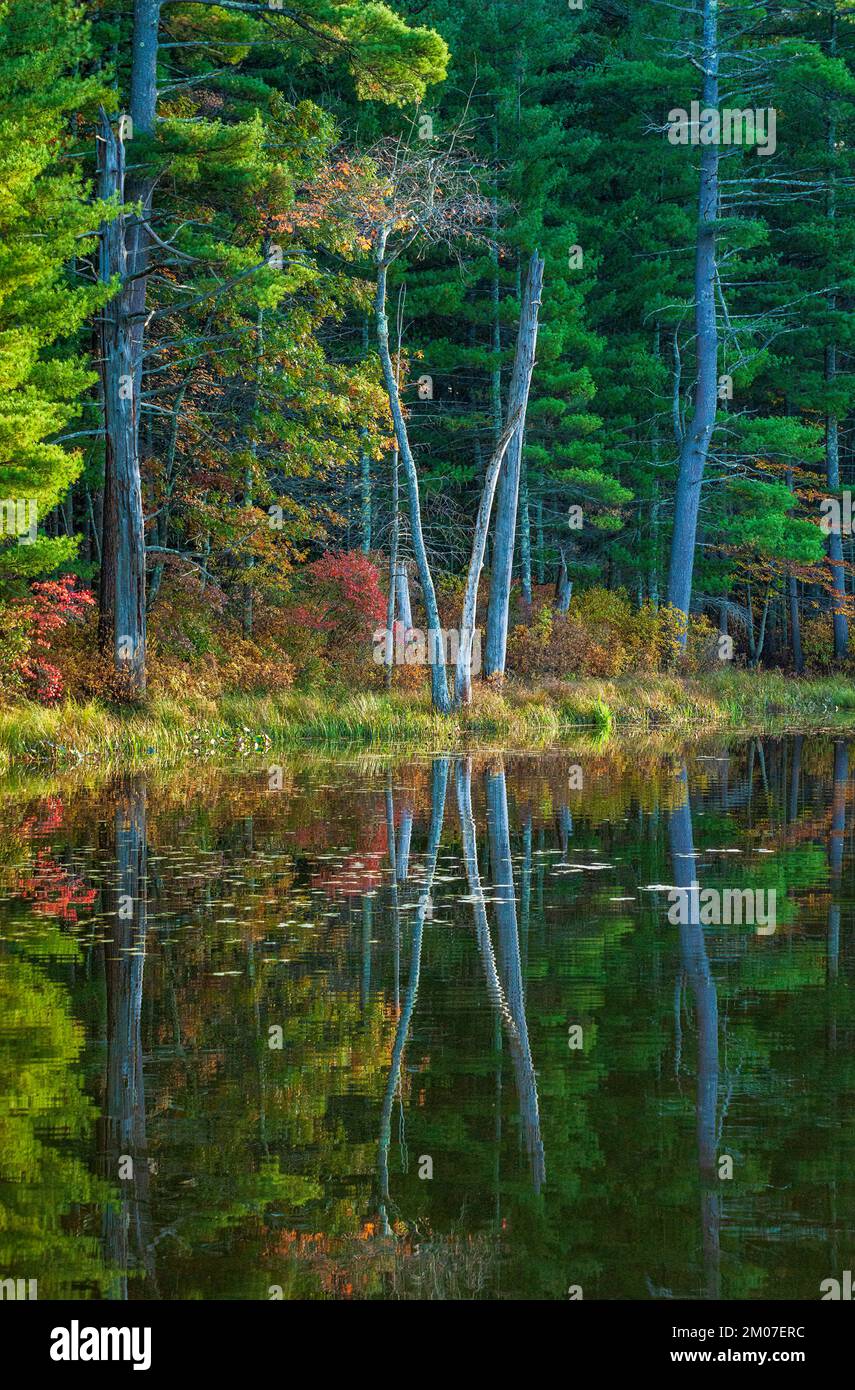 A mixed forest in fall colors along the shore of a lake. Tree snags and oak and pine trees reflected on calm waters. Puffer Pond, Sudbury, MA. Stock Photo
