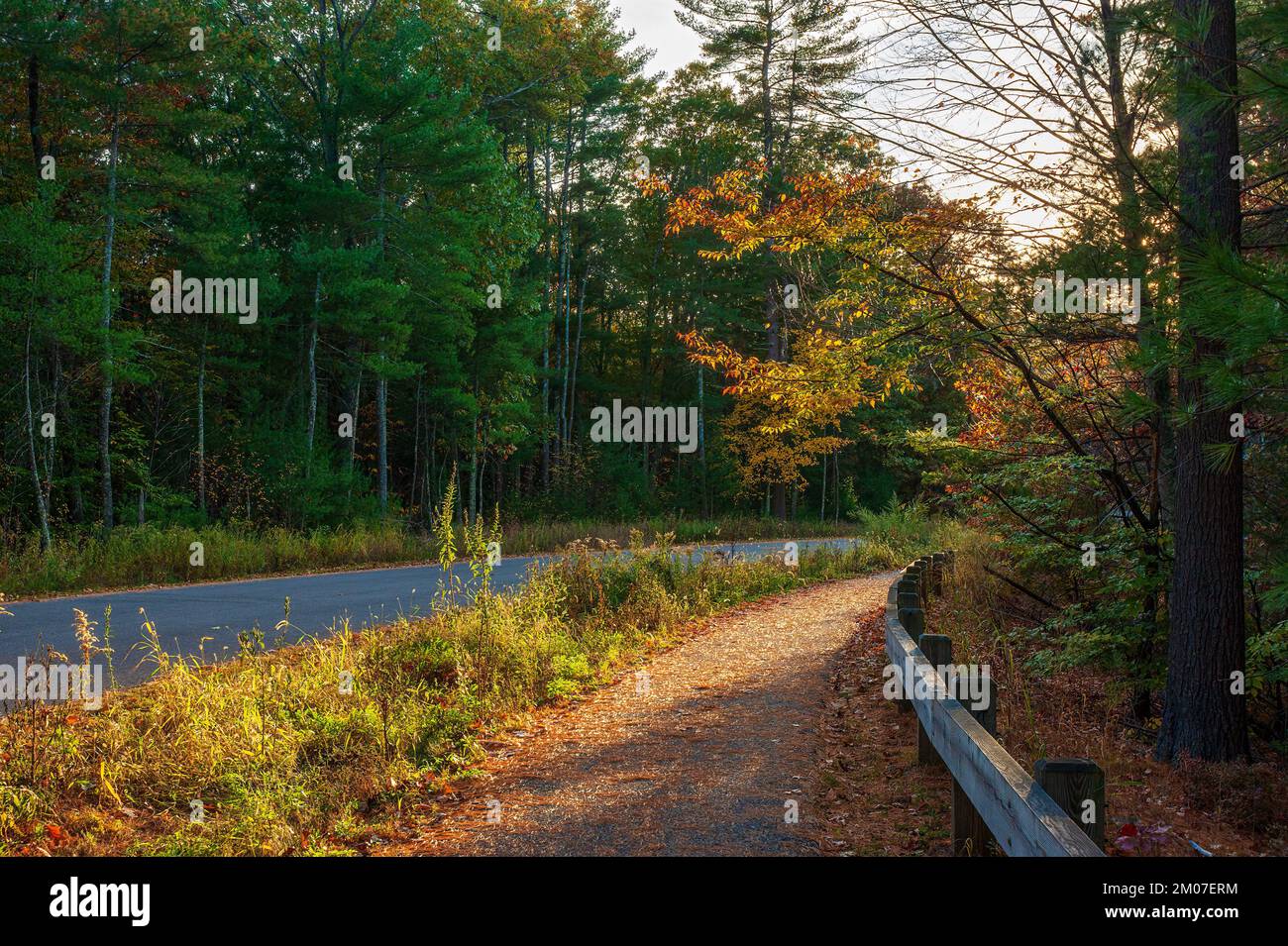 Sidewalk near a road, through a mixed forest, covered in pine needles, on a warm October sunset light. Assabet River National Wildlife Refuge, Sudbury Stock Photo