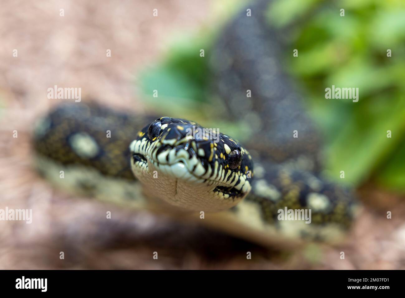 Close up of an Australian Diamond Python Stock Photo - Alamy