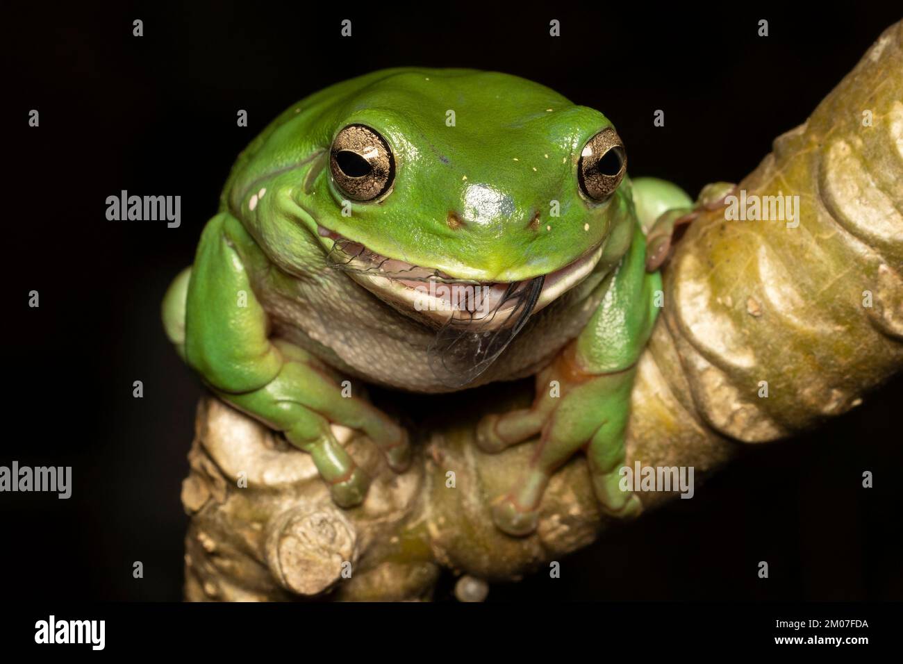 Australian Green Tree Frog feeding on a Cicada Stock Photo Alamy