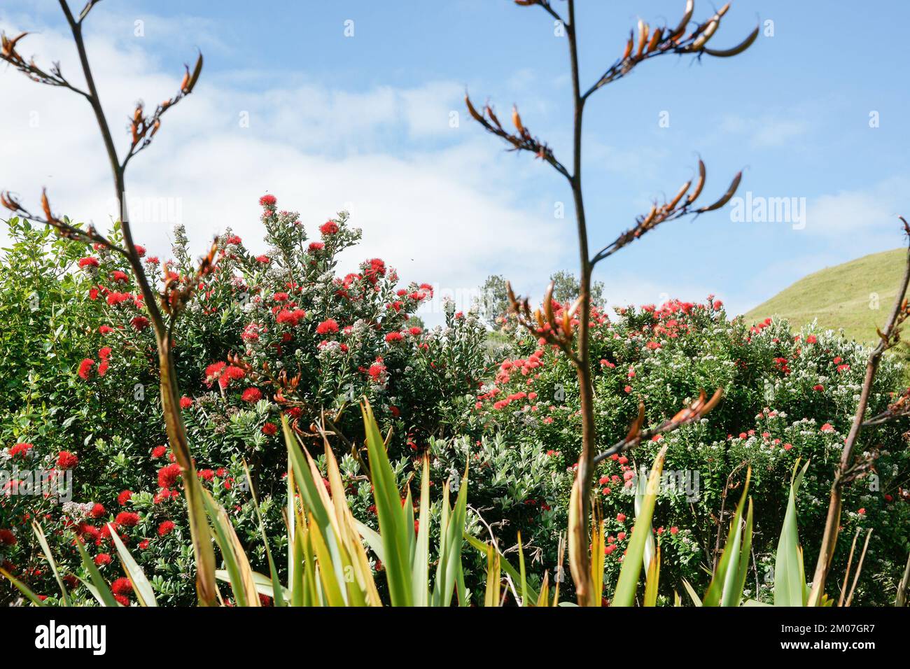 Red pohutukawa flowering tree behind flax and flax flower stem nature background. Stock Photo