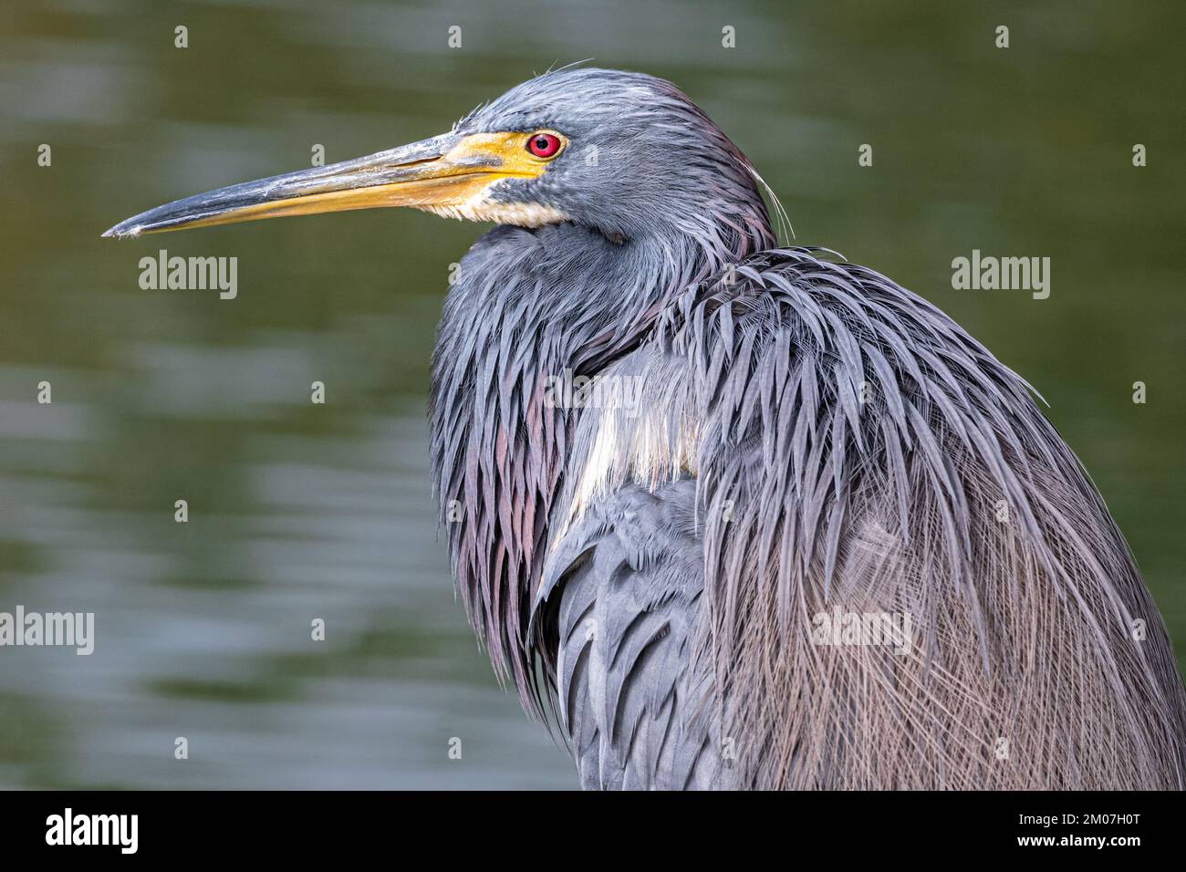 Tricolored heron (Egretta tricolor) at Bird Island Park in Ponte Vedra Beach, Florida. (USA) Stock Photo