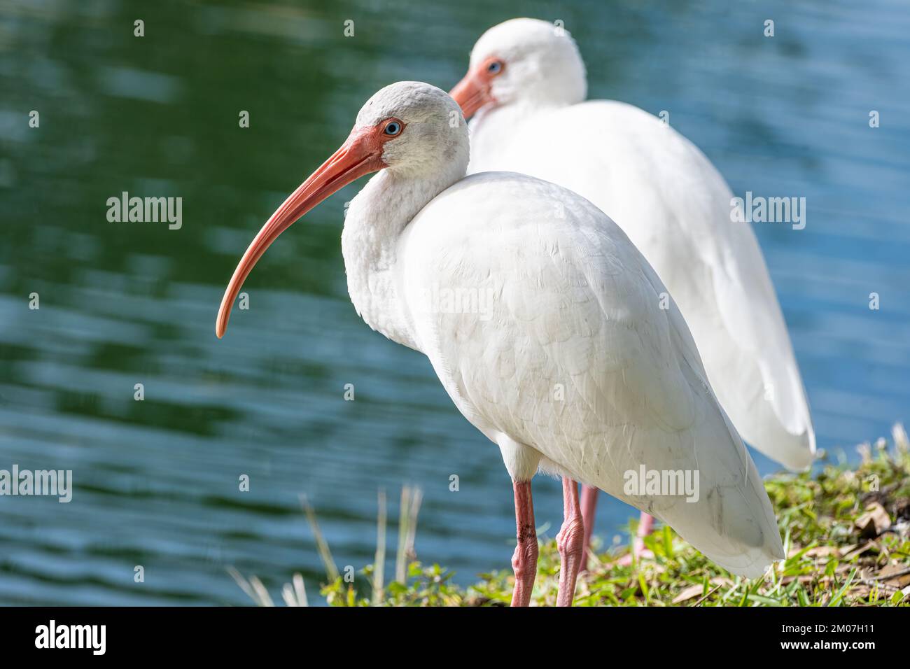 White American ibises (Eudocimus albus) at Bird Island Park in Ponte Vedra Beach, Florida. (USA) Stock Photo