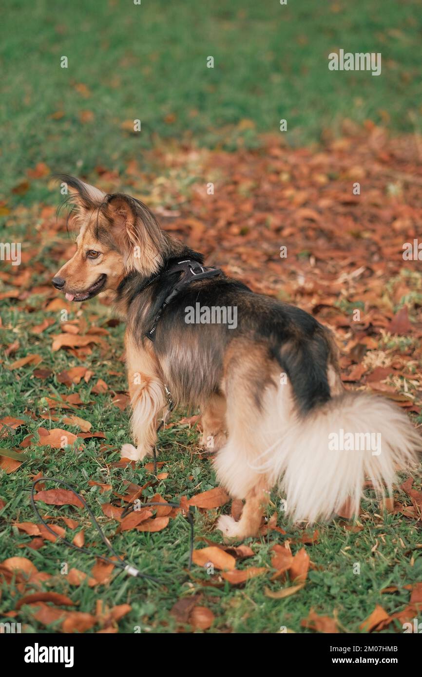 Mixed-breed multicolor dog with harness outdoor, from behind. Medium-sized pet in park. Grass green, leaves orange, Autun day. German Shepherd mix. Stock Photo