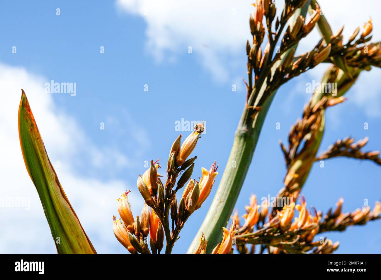 Closeup New Zealand flax flower showing detail against blue sky with white clouds Stock Photo