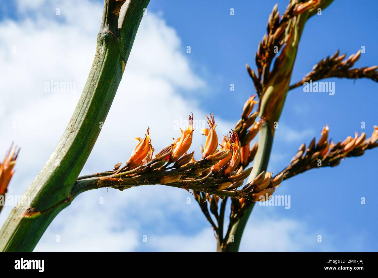Closeup New Zealand flax flower showing detail against blue sky with white clouds Stock Photo