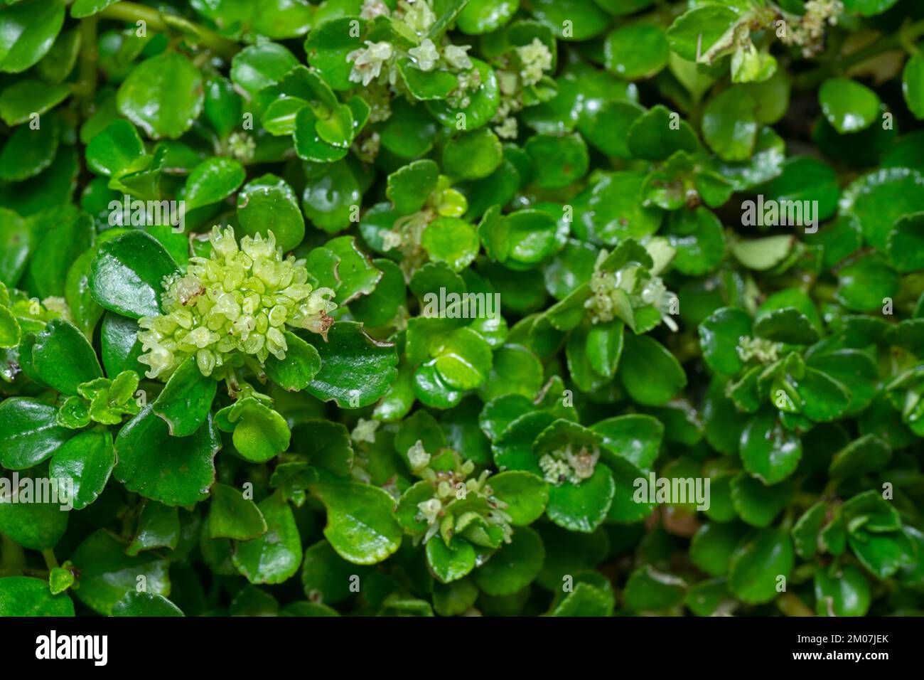 closeup shot of the tiny overgrown soleirolia soleirolii leaves Stock Photo