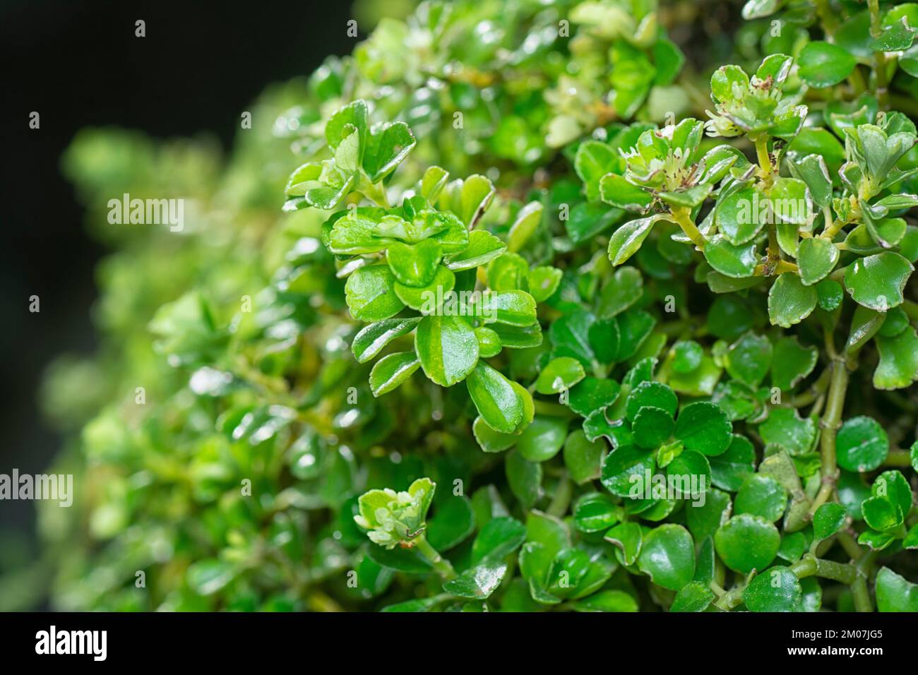 closeup shot of the tiny overgrown soleirolia soleirolii leaves Stock Photo