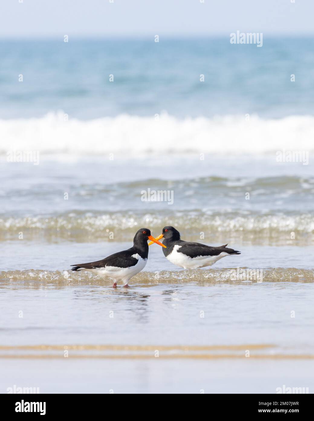 Oystercatcher [ Haematopus ostralegus ] wading in shallow breaking wave