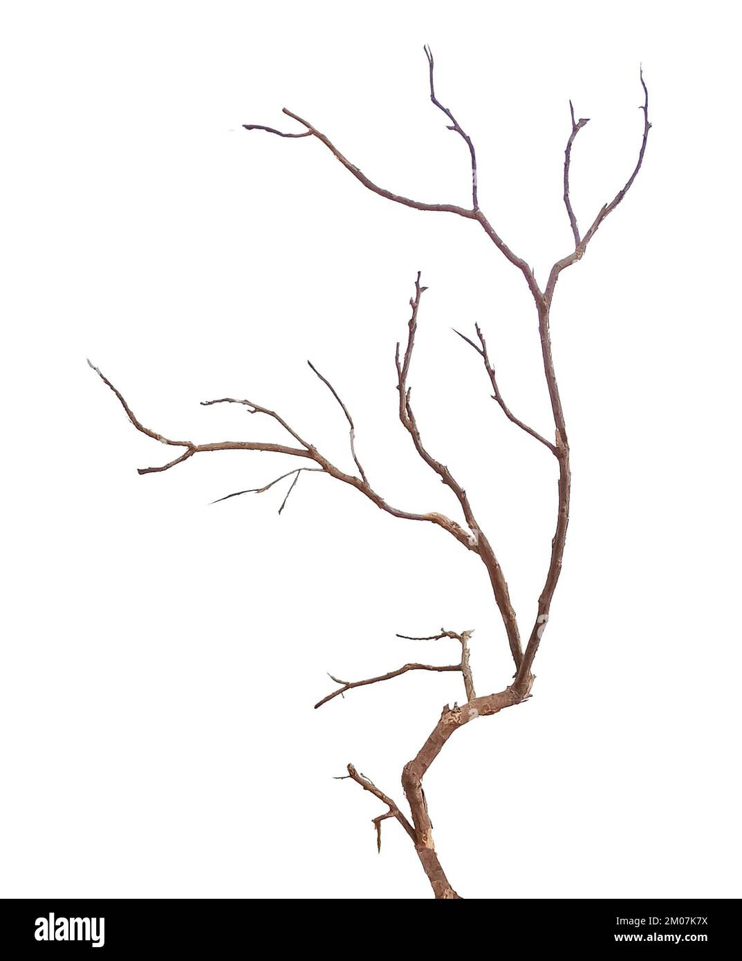 Dry branch isolated on white background Stock Photo - Alamy