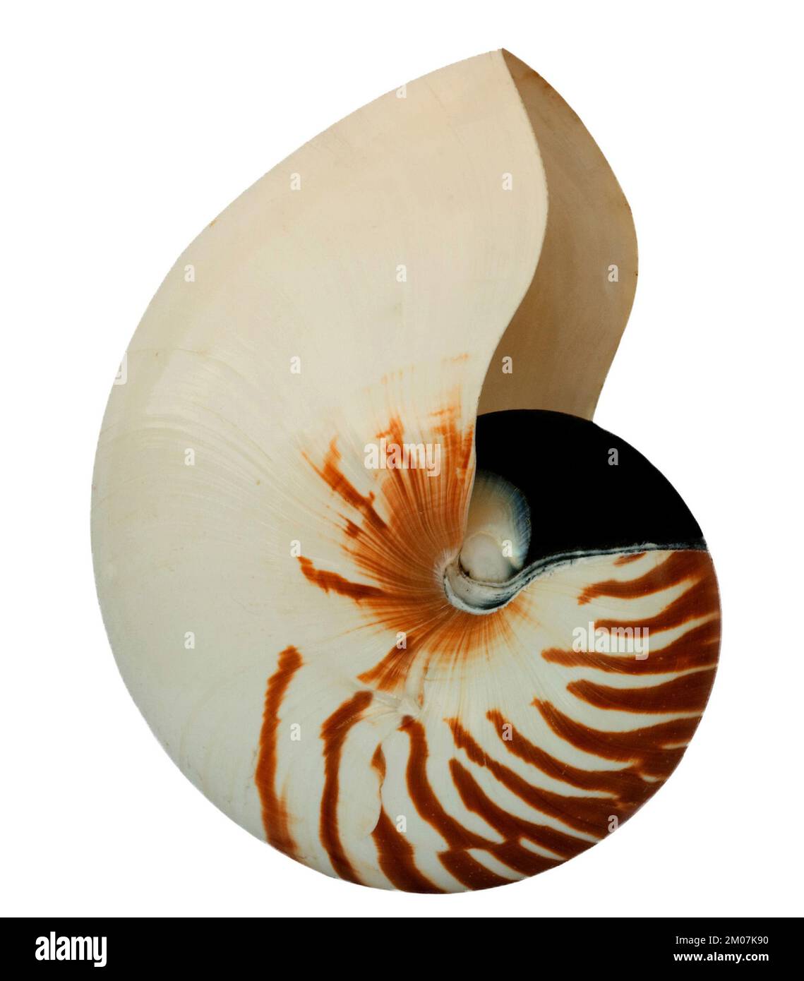 nautilus isolated on whithe background Stock Photo