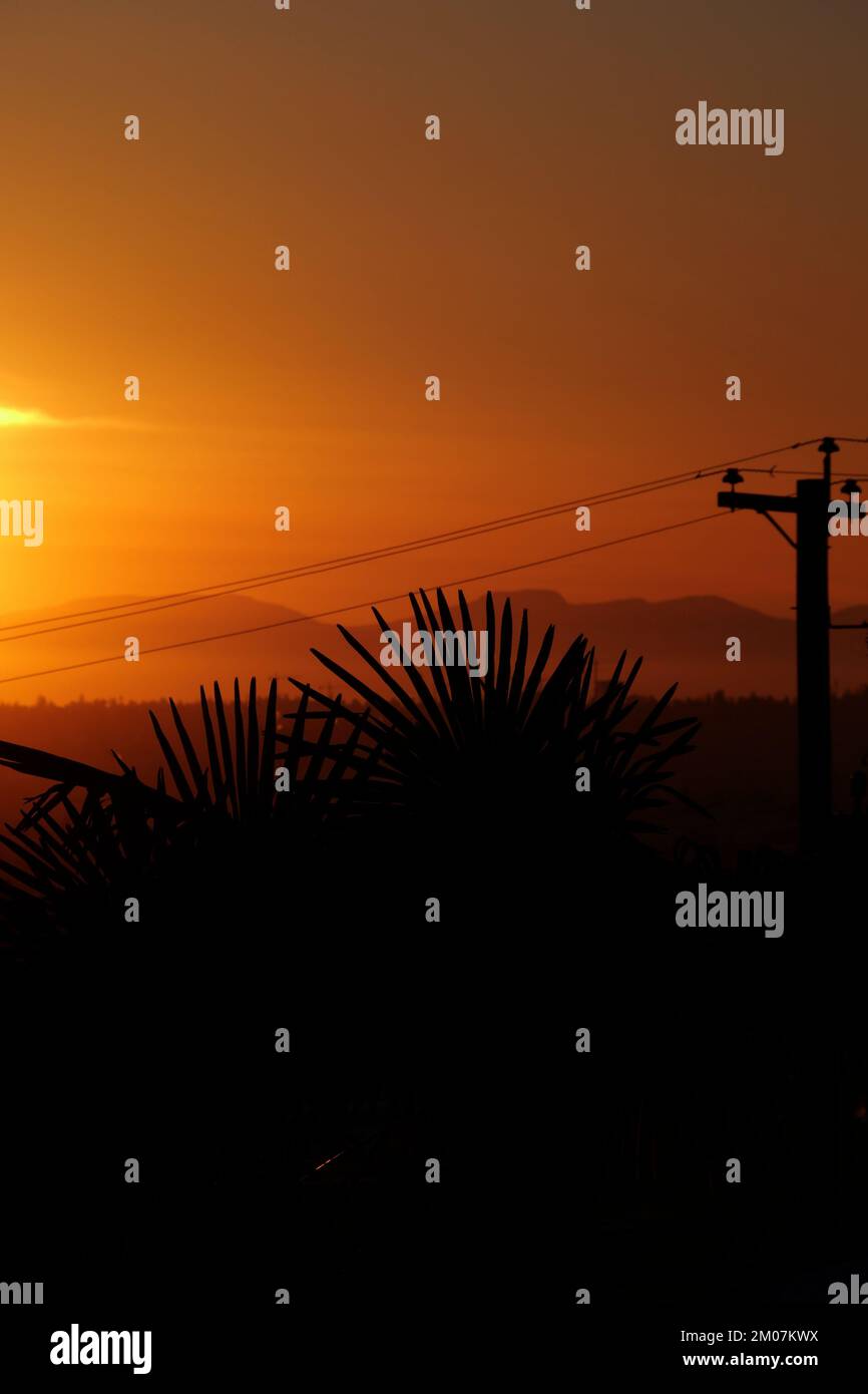 Silhouettes of a palm tree and an electrical wire pole during a
