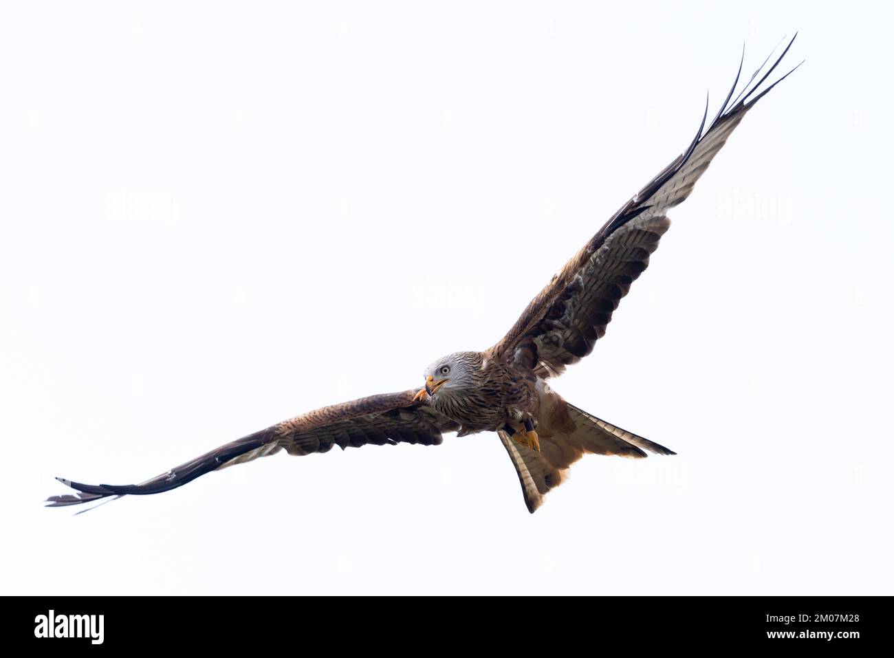 Red Kite [ Milvus milvus ]  captive bird flying overhead against sky with food in its beak at the British Bird of Prey Centre in the  National Botanic Stock Photo
