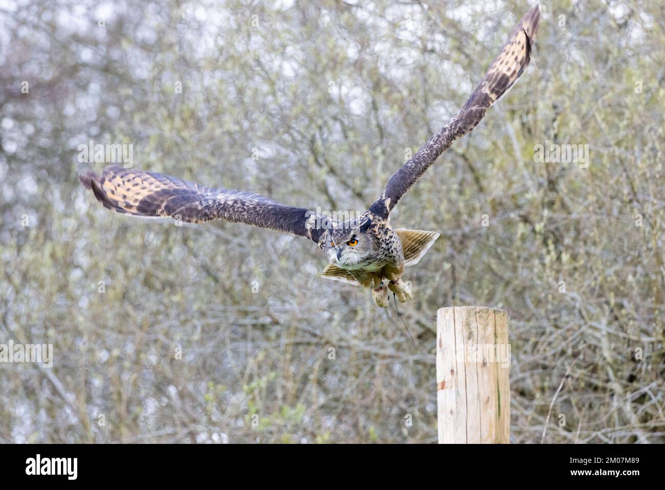 Eurasian Eagle Owl [ Bubo bubo ] taking flight from fencepost  during a public display at the British Bird of Prey Centre in the  National Botanic Gar Stock Photo