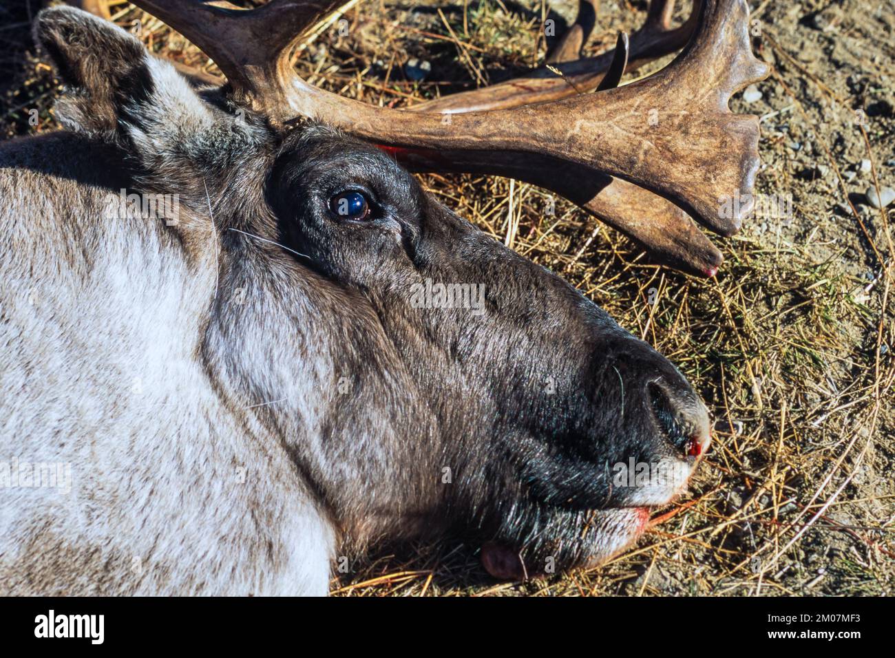 Dead reindeer lying on the ground Stock Photo