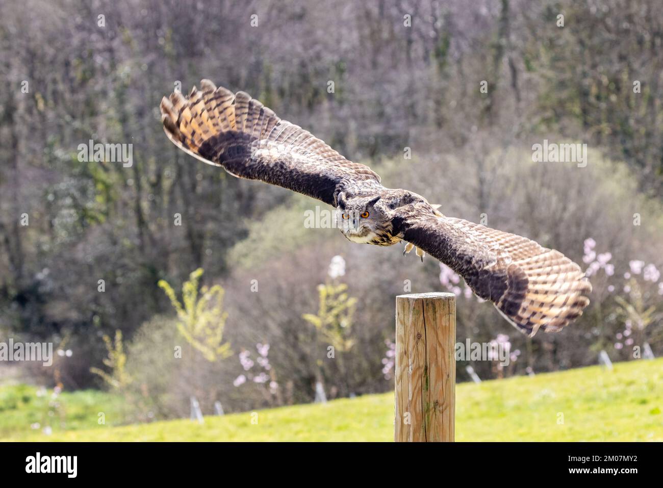 Eurasian Eagle Owl [ Bubo bubo ] taking flight from fencepost  during a public display at the British Bird of Prey Centre in the  National Botanic Gar Stock Photo