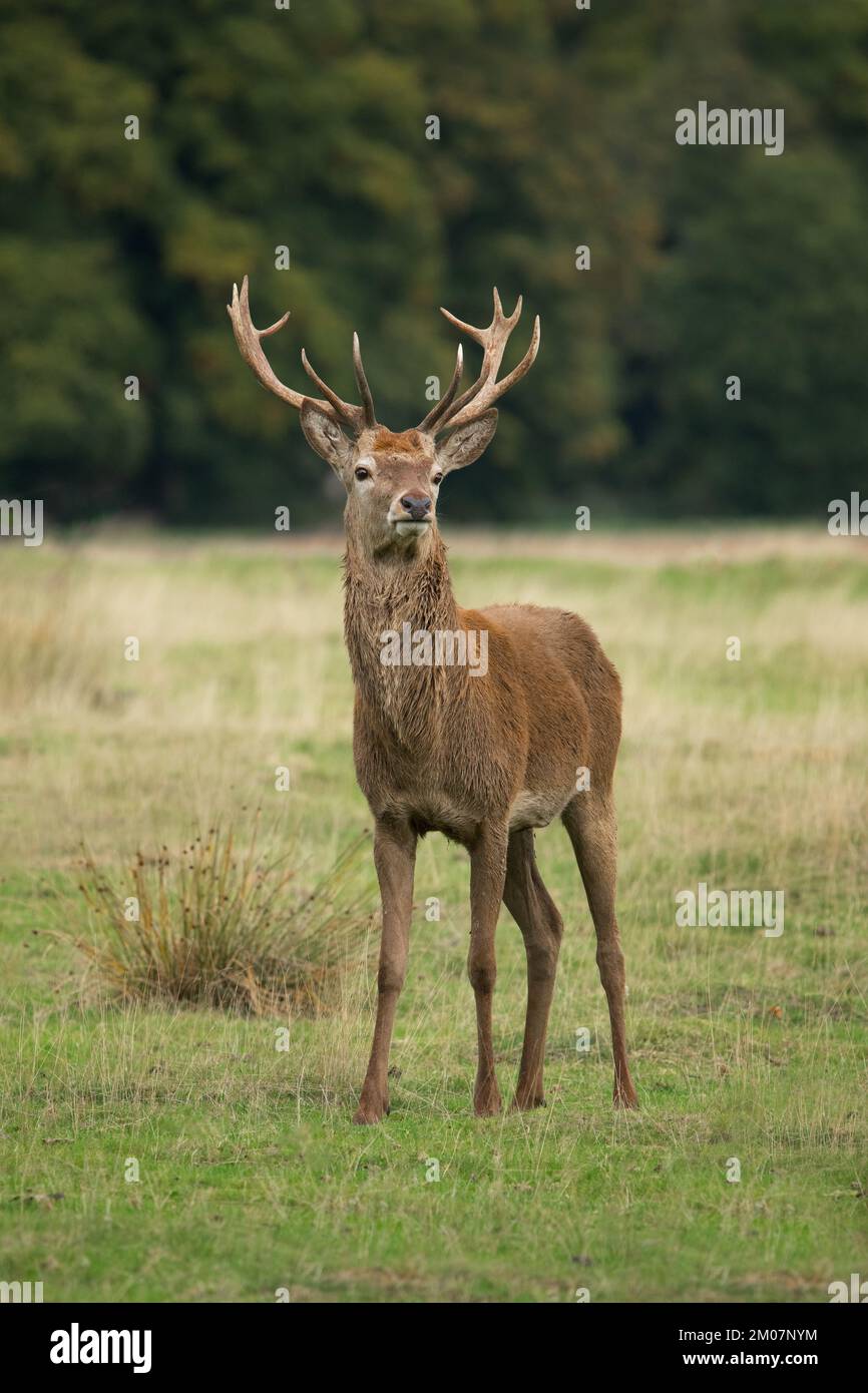 A portrait of a red deer stag as he stands proudly on the grass in a meadow with trees in the background Stock Photo