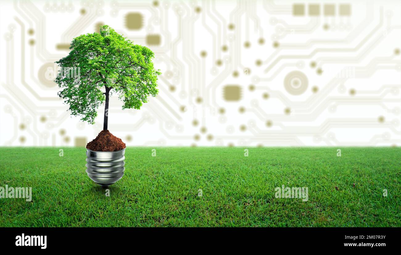 Tree with soil growing on Light bulb and green grass. Digital Convergence and Technology Convergence. Environmental Technology, Green Computing, Green Stock Photo